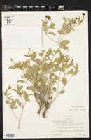Acleisanthes acutifolia image