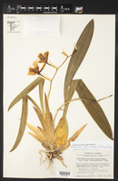 Odontoglossum nebulosum image