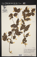 Viburnum cuneifolium image