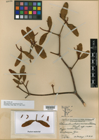Image of Phoradendron aurantiacum