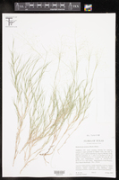 Muhlenbergia arenacea image