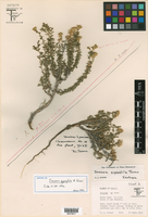 Isocoma gypsophila image