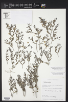 Acleisanthes lanceolata image