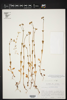 Valerianella stenocarpa image