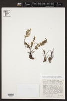 Myriopteris notholaenoides image