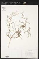 Chamaesyce petrina image