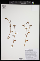 Callisia navicularis image