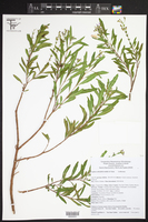 Cuphea salicifolia image