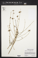 Euphorbia colletioides image