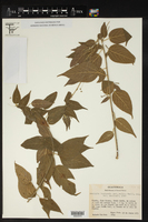Acalypha leptopoda var. mollis image