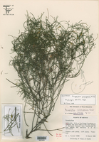 Image of Porophyllum zimapanum