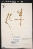 Gossypianthus lanuginosus var. tenuiflorus image
