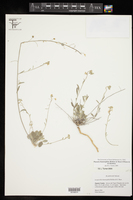 Physaria thamnophila image