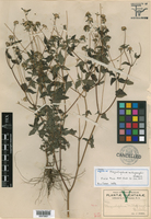 Plagiolophus millspaughii image