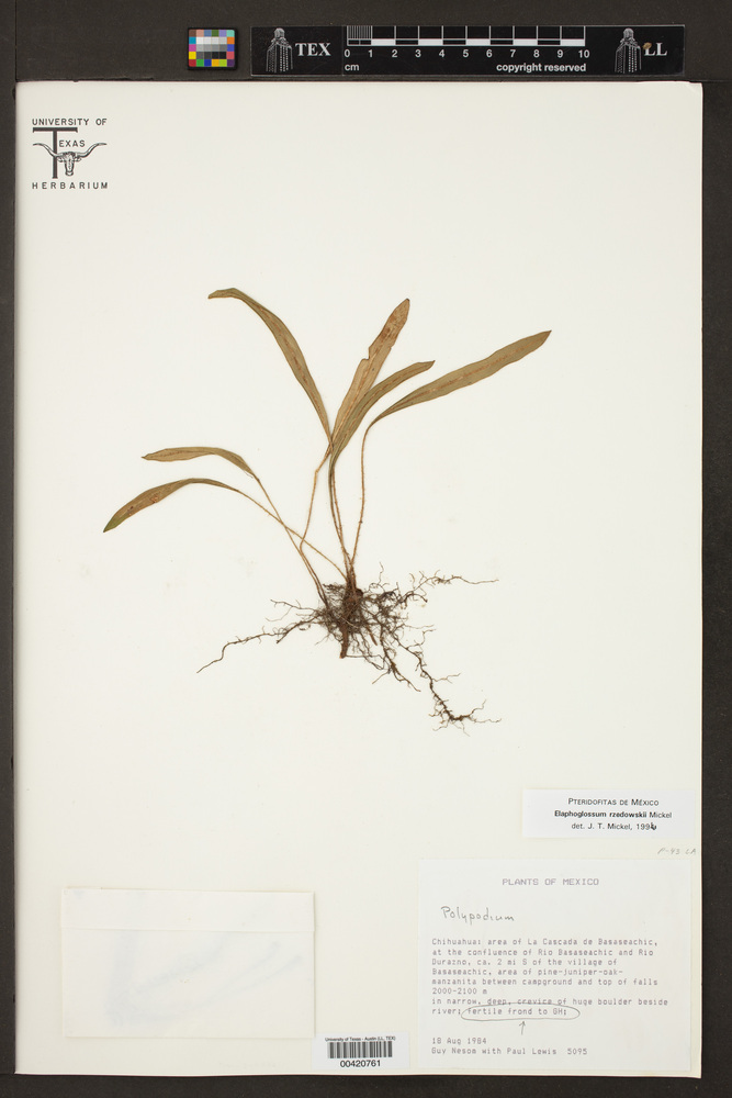 Elaphoglossum rzedowskii image