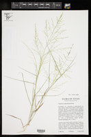 Eragrostis curtipedicellata image