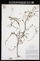 Agalinis strictifolia image