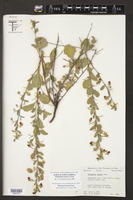 Hermannia texana image