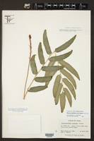 Phanerophlebia auriculata image