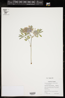 Pediomelum latestipulatum image