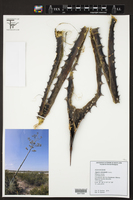 Image of Agave oroensis