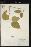 Marsdenia gualanensis image