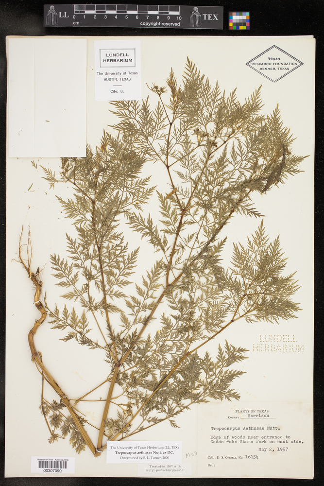 Trepocarpus aethusae image