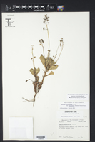 Samolus ebracteatus var. alyssoides image