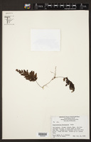 Hymenophyllum poolii image