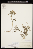 Acalypha monostachya image