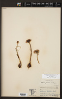 Allium perdulce var. perdulce image
