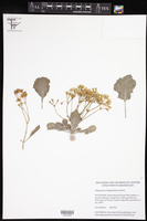 Image of Pelargonium klinghardtense