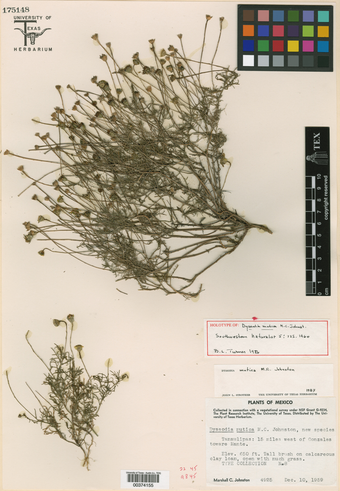 Thymophylla mutica image