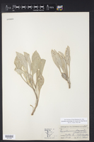 Oenothera macrocarpa var. incana image
