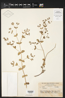 Euphorbia vestita image