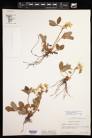 Fragaria virginiana subsp. grayana image