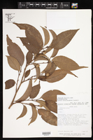 Croton tenuicaudatus image