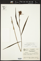 Elleanthus maculatus image