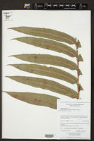 Phanerophlebia macrosora image