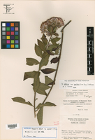 Vernonia obtusa var. parkeri image