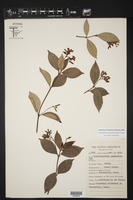 Trachelospermum jasminoides image