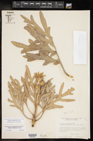 Silphium albiflorum image