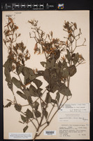 Ruellia occidentalis image