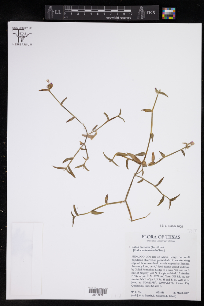 Callisia micrantha image