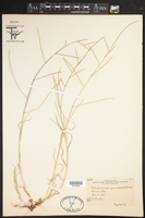 Schedonnardus paniculatus image