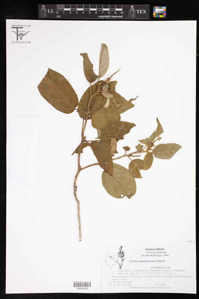 Croton payaquensis image