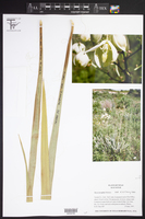 Yucca necopina image