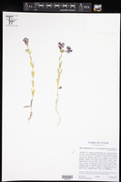 Phlox drummondii subsp. wilcoxiana image