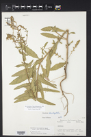 Image of Oenothera cordata