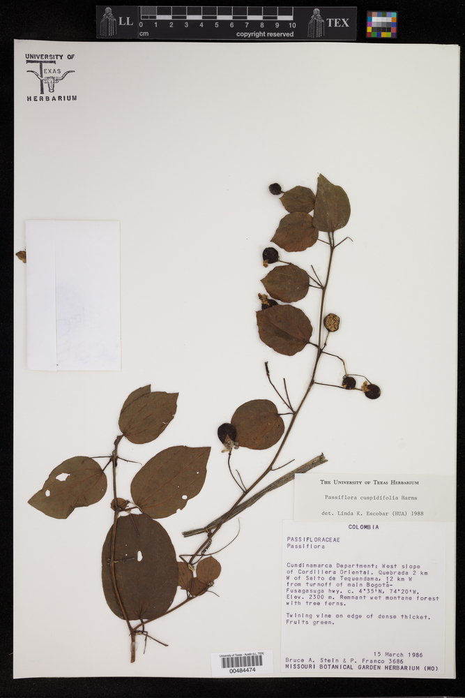 Passiflora cuspidifolia image